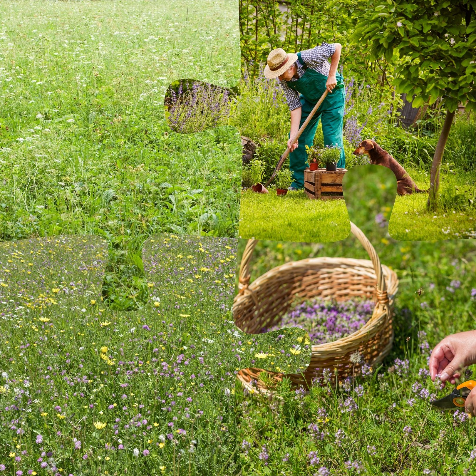 Landschaftsrasen mit Kräutern