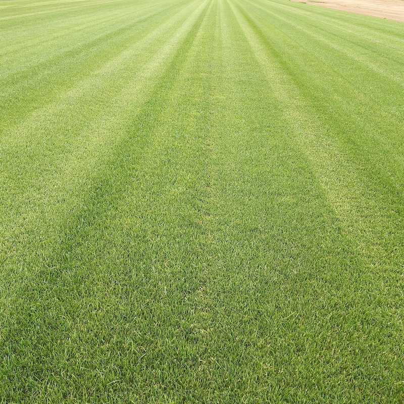 Natura Spielrasen
