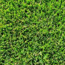 RollRasen Premium Supina