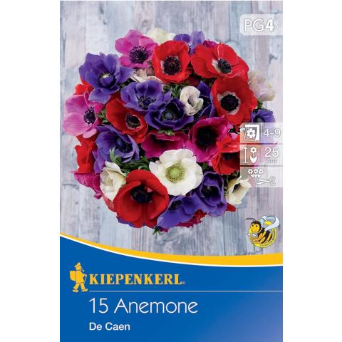 Kronenanemone De Caen (15 St)