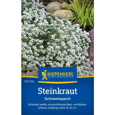 Steinkraut "Schneeteppich"