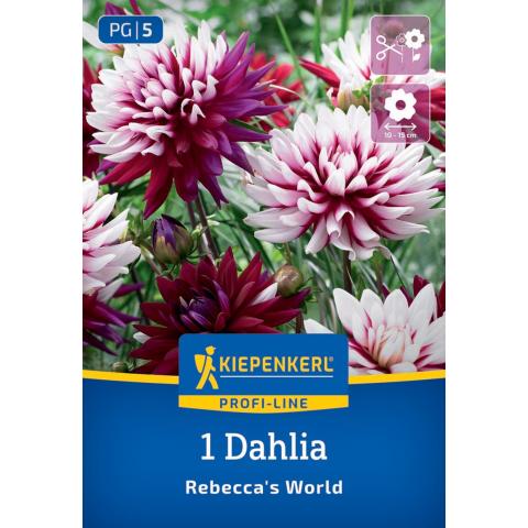Dekorative Dahlie "Rebecca's World"