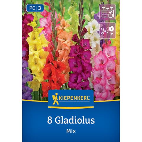Gladiolen-Mix (8 St)