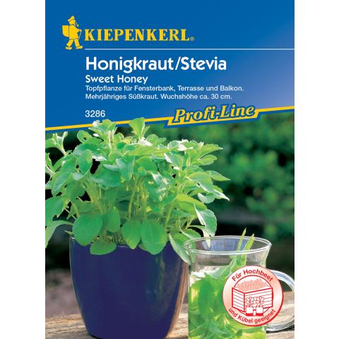 Stevia - Mehrjähriges Süßkraut/Honigkraut