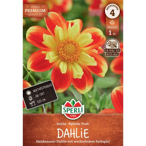 1 Halskrausen-Dahlie 'Pooh'