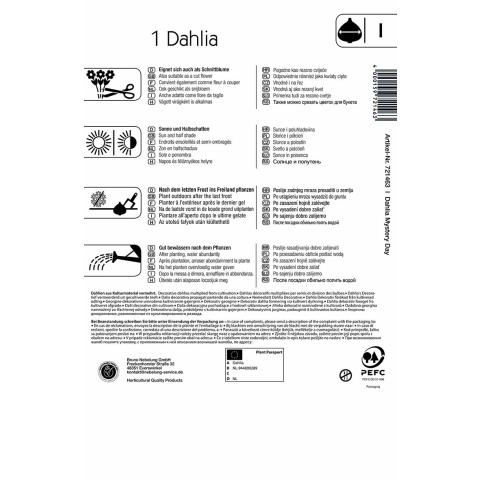 Dahlie Mistery Day (1 St.)
