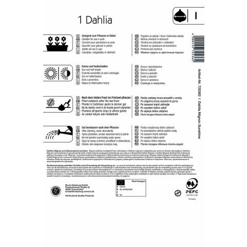 Mignon-Dahlie Sunshine (1 St) - nützlingsfreundlich UND VIELE ANDERE BLUMENZWIEBELN