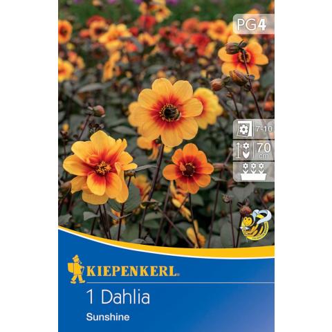 Mignon-Dahlie Sunshine (1 St) - nützlingsfreundlich UND VIELE ANDERE BLUMENZWIEBELN