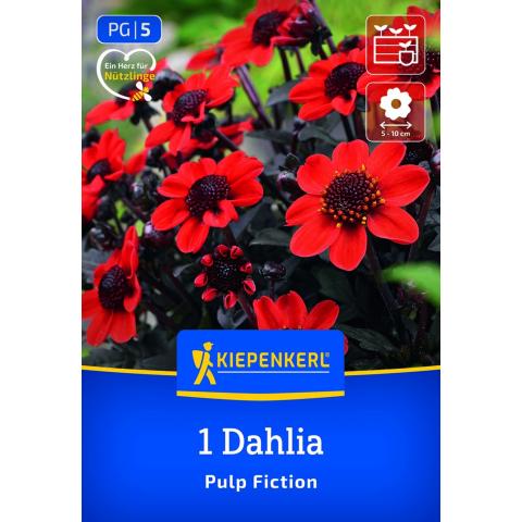Feuerrote Dahlie Pulp Fiction (1 St) - nützlingsfreundlich