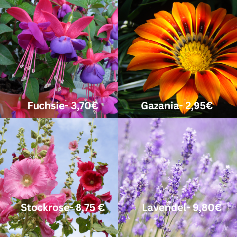 Pflanzen im Topf - nur vor Ort