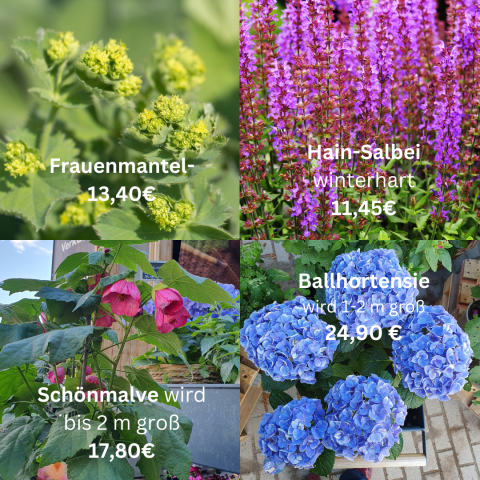 Pflanzen im Topf - nur vor Ort