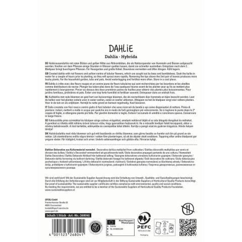 1 Halskrausen-Dahlie 'Pooh'