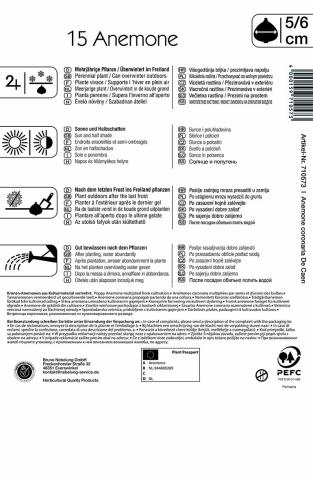 Kronenanemone De Caen (15 St)