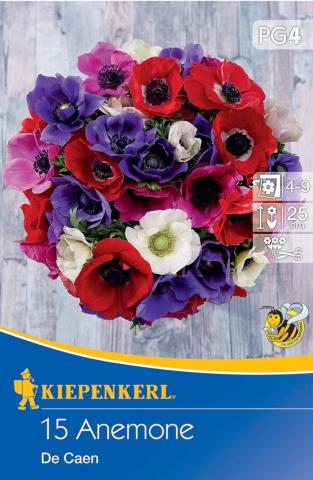 Kronenanemone De Caen (15 St)