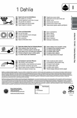 Dahlie Mistery Day (1 St.)