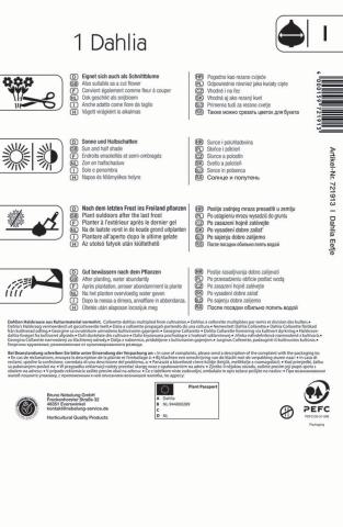 Halskrausen-Dahlie Eefje (1 St) - nützlingsfreundlich