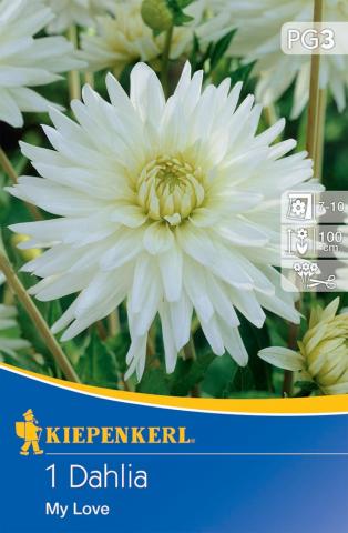 Schneeweiße Kaktus-Dahlie My Love - (1 Knolle je Packung für 1 Pflanzen)