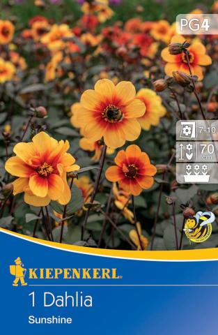 Mignon-Dahlie Sunshine (1 St) - nützlingsfreundlich UND VIELE ANDERE BLUMENZWIEBELN