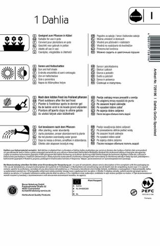 Dahlie "GoGo Speckled"