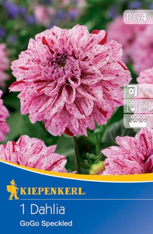 Dahlie "GoGo Speckled"