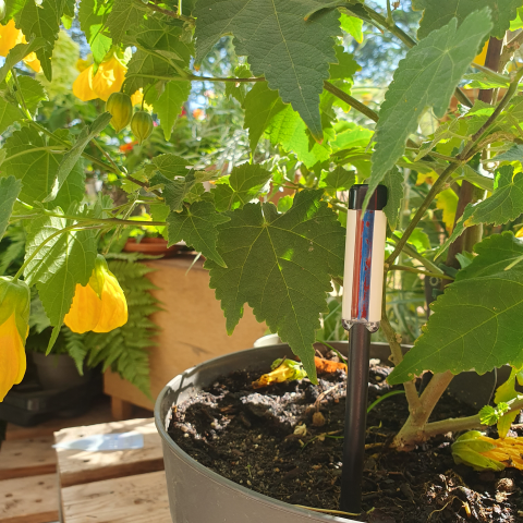 Westland Gießanzeiger anthrazit - Wasserwächter Topfpflanzen