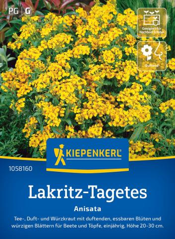 Duftende Lakritz-Tagetes - essbar