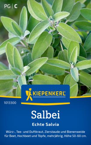 Salbei "Echte Salvia"