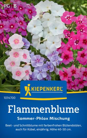 Flammenblume "Sommer-Phlox-Mischung"