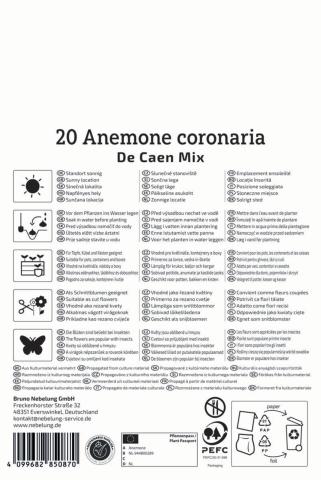 Kronen-Anemonen "De Caen Mischung"