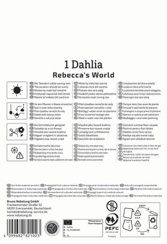 Dekorative Dahlie "Rebecca's World"