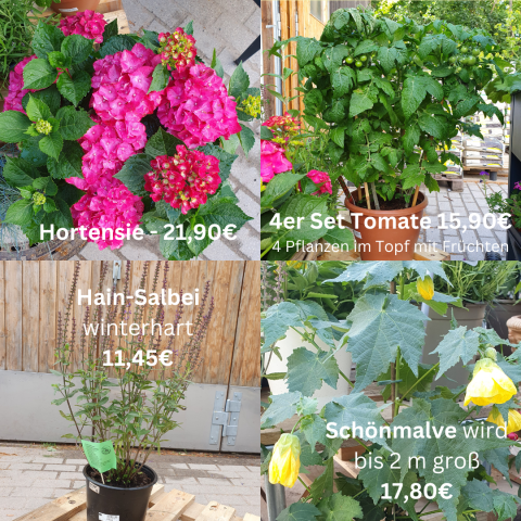 Pflanzen im Topf - nur vor Ort