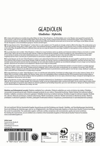 8 Gladiolen "Velvet Rasperry"